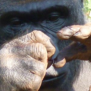 Gorilla Kumbuka 28 March 2012