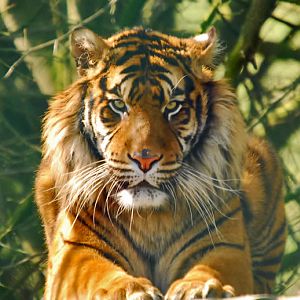 sumatrian tiger male