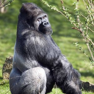 Silverback