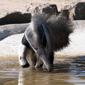 Anteater
