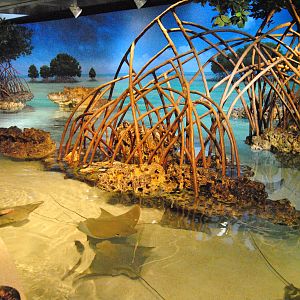 Shark and Ray Touch Tank