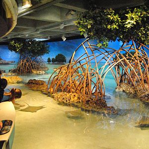 Shark and Ray Touch Tank