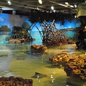 Shark and Ray Touch Tank