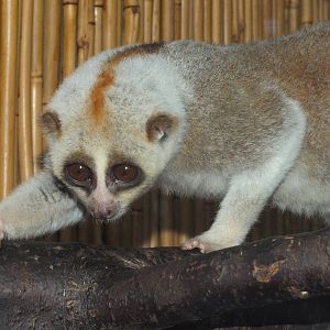 Bengal Slow Loris (Nycticebus bengalensis) at Hamerton Zoo Park - March 27