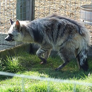 Southern Aardwolf (Proteles cristatus cristatus) at Hamerton Zoo Park - Mar