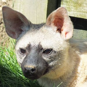 Eastern Aardwolf (Proteles cristatus septentrionalis) at Hamerton Zoo Park