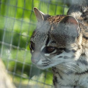 Oncilla (Leopardus tigrinus) at Hamerton Zoo Park - March 27 2012
