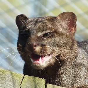 Jaguarundi (Puma yagouaroundi) at Hamerton Zoo Park - March 27 2012