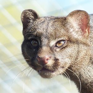 Jaguarundi (Puma yagouaroundi) at Hamerton Zoo Park - March 27 2012