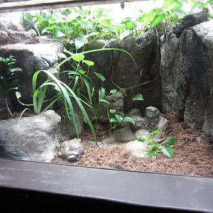 African Bullfrog Tank