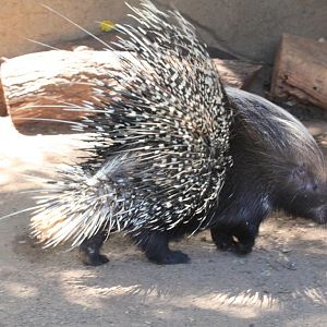 African Crested Porcupine
