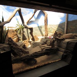 African Lizard exhibit