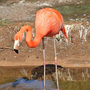 American Flamingo