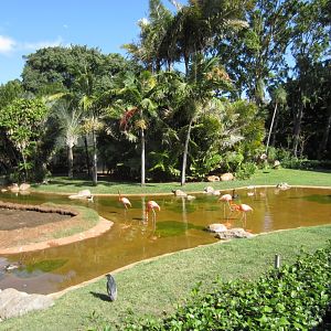 American Flamingo Pond