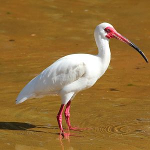 American White Ibis