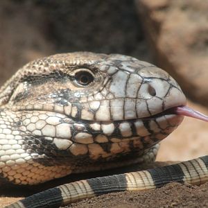 Black Tegu