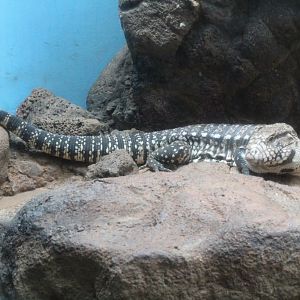 Black Tegu