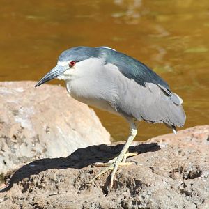 Black-crowned Night Heron