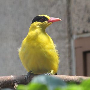 Black-naped Oriole