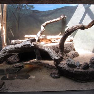 Burmese Python tank