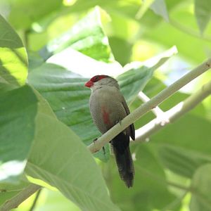 Waxbill