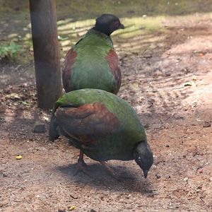 Crested Wood Partridge