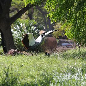 Crowned Crane dancing