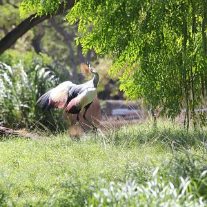 Crowned Crane dancing