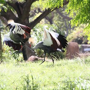 Crowned Cranes dancing