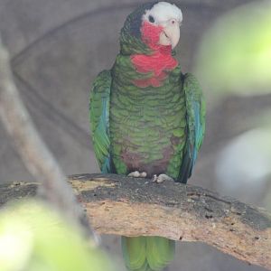 Cuban Amazon