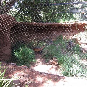 Duiker enclosure