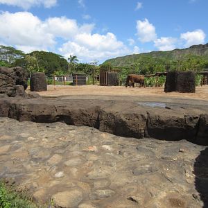 Elephant enclosure