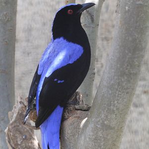 Fairy Bluebird