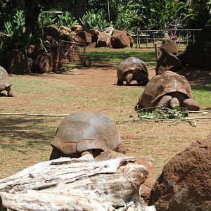 Galapagos Tortoise exhibit