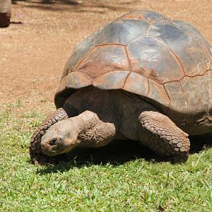 Galapagos Tortoise