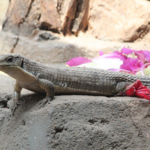Giant Plated Lizard