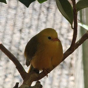 Golden White-eye