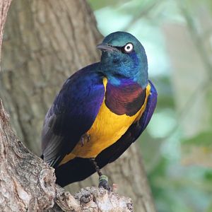 Golden-breasted Starling