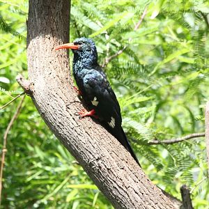 Green Wood Hoopoe