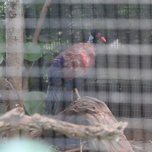 Green-naped Pheasant Pigeon