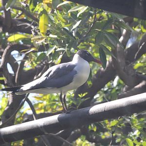 Black-headed Gull