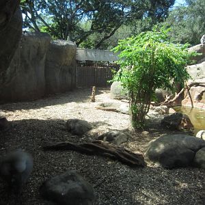 Sacred Baboon enclosure