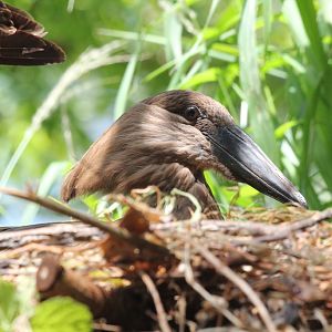 Hammerkop on nest