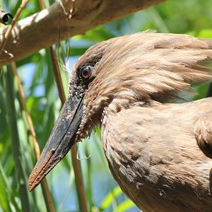 Hammerkop