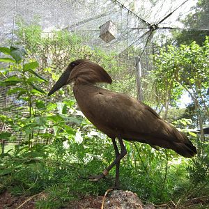Hammerkop