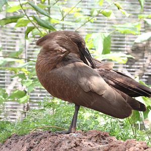 Hammerkop