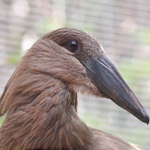Hammerkop