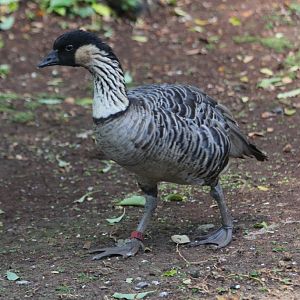 Hawaiian Goose (Ne-Ne)