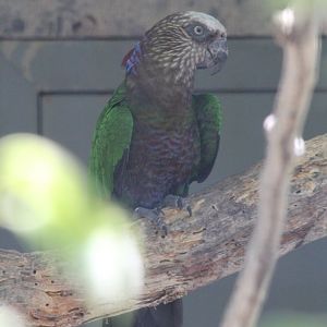 Hawkheaded Parrot