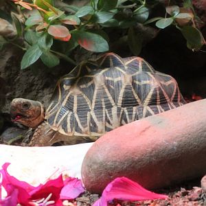 Indian Star Tortoise